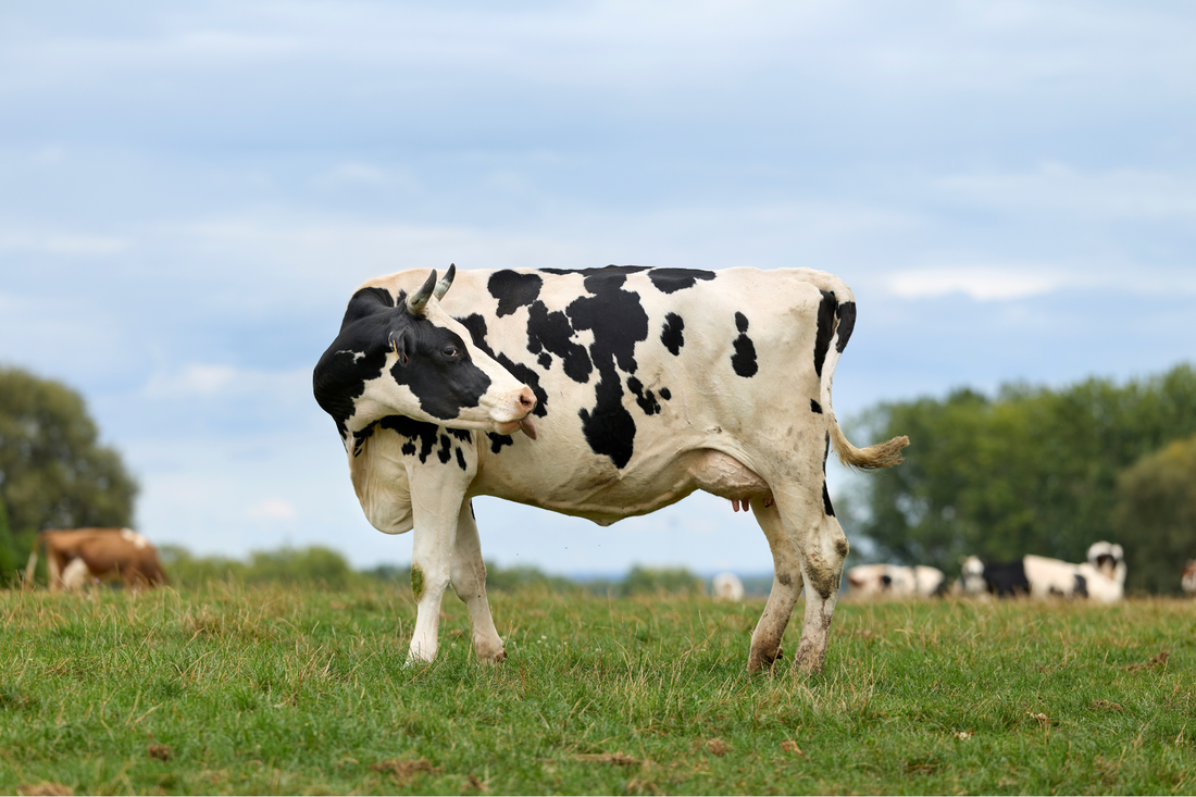 Getting to Know Your Cow’s Mineral Label