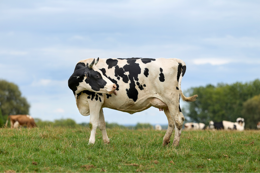 Getting to Know Your Cow’s Mineral Label