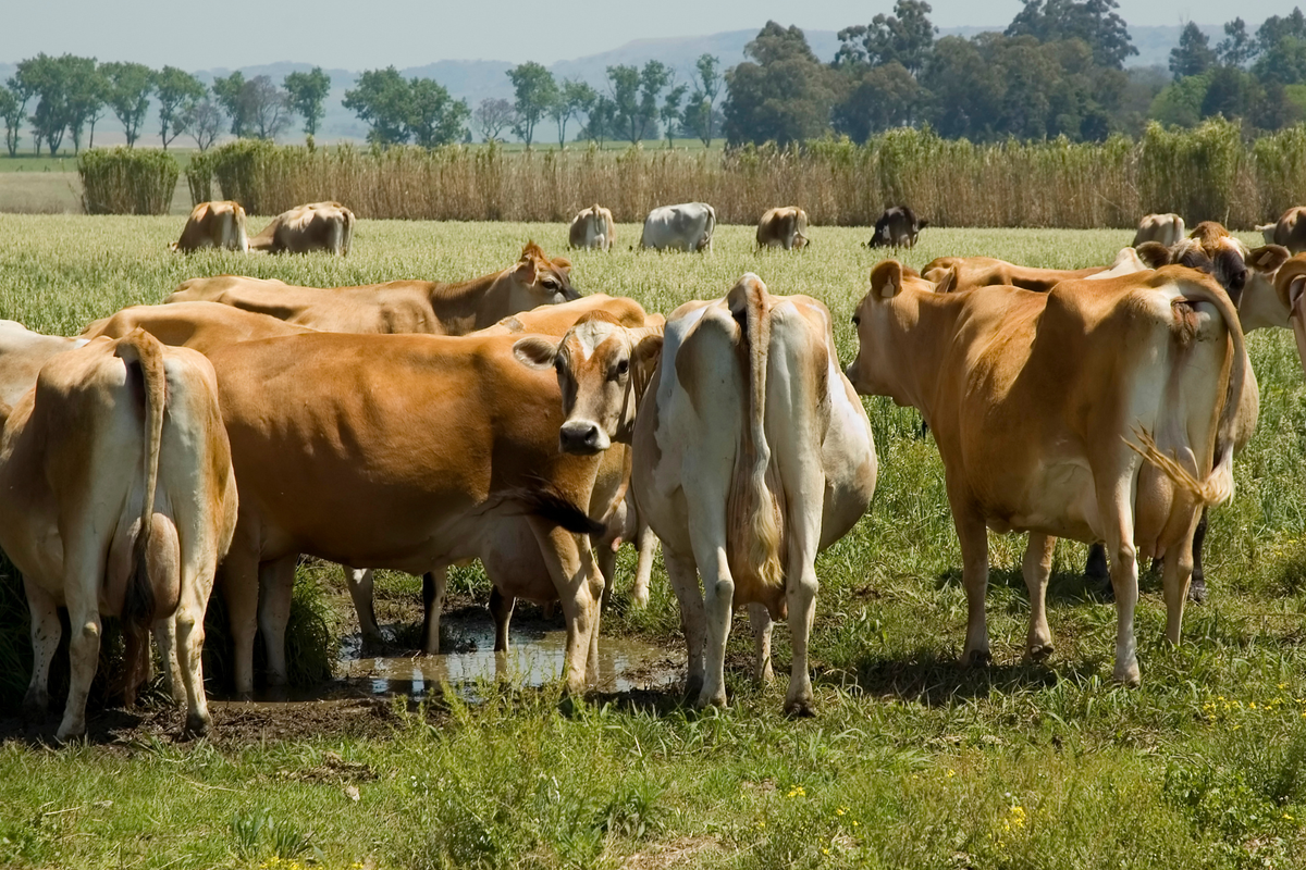 Start With a Strong Foundation: Milk Daily and Milk Maker