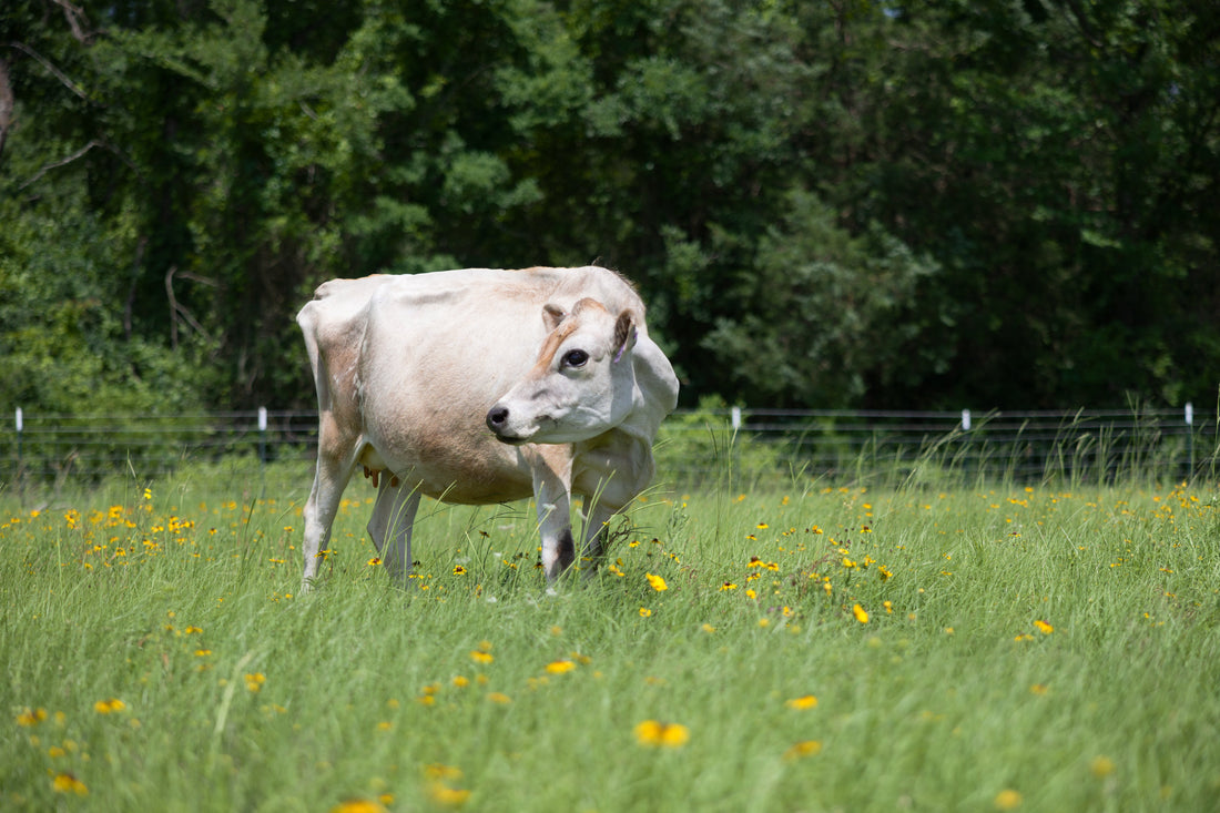 Building a Feeding Routine for Your Family Milk Cow