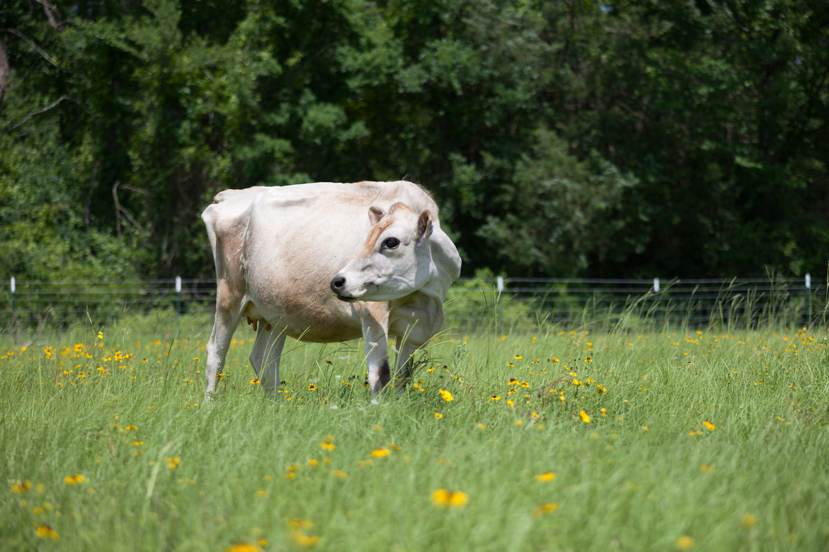 Building a Feeding Routine for Your Family Milk Cow