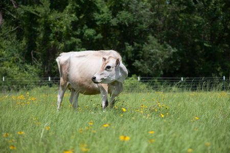 Building a Feeding Routine for Your Family Milk Cow