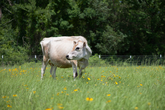 Building a Feeding Routine for Your Family Milk Cow