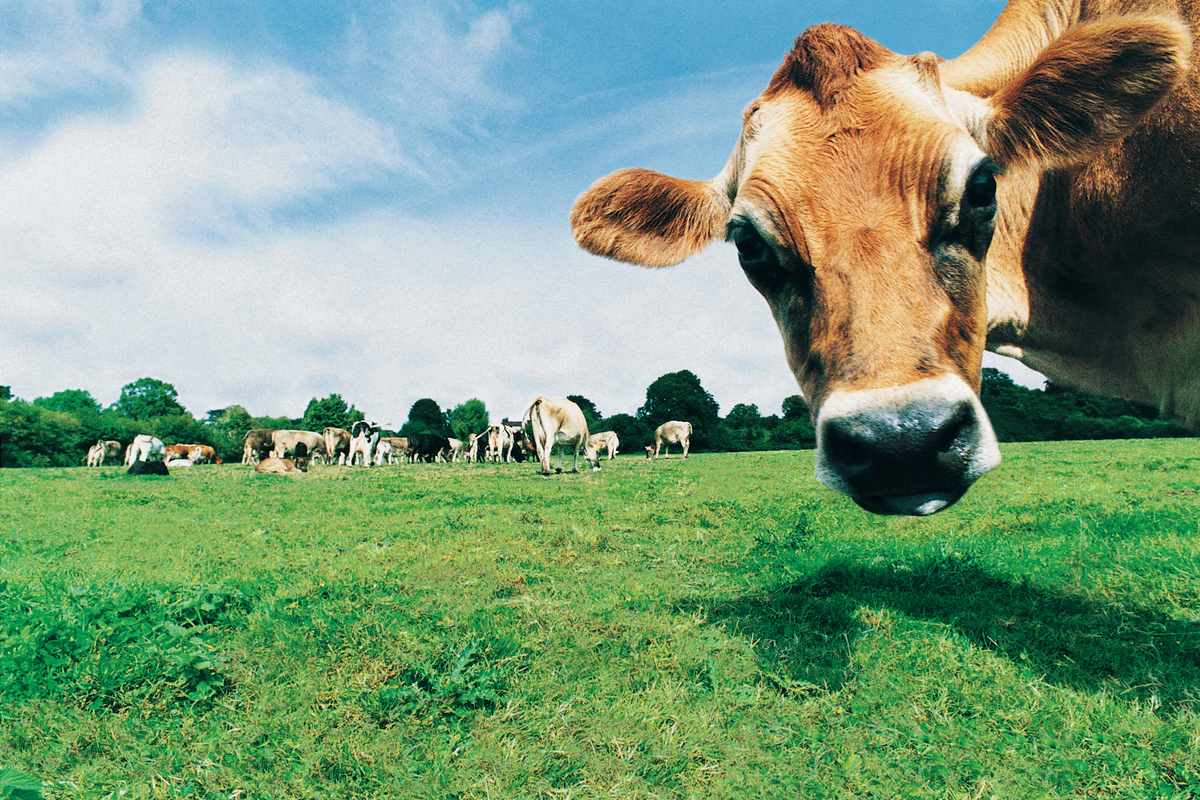Jersey cows in a sunny pasture