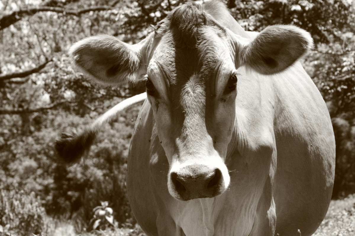 Jersey cows in a sunny pasture