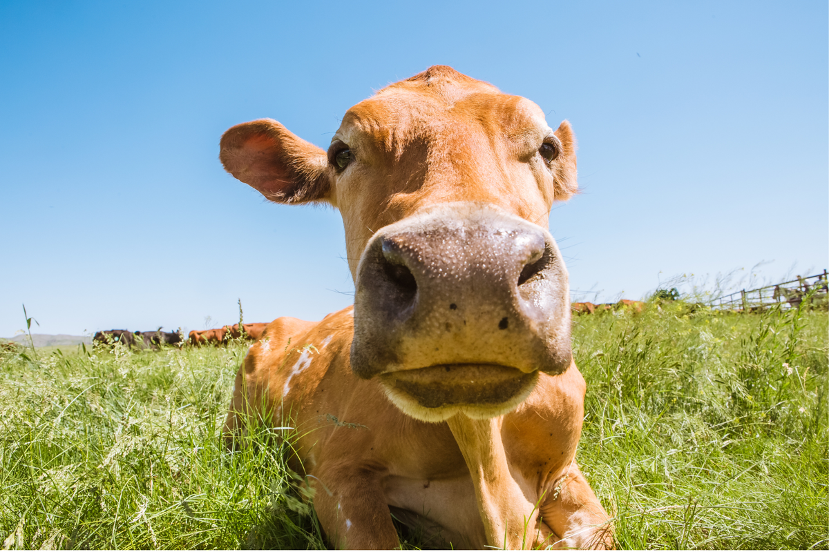 Jersey cows in a sunny pasture