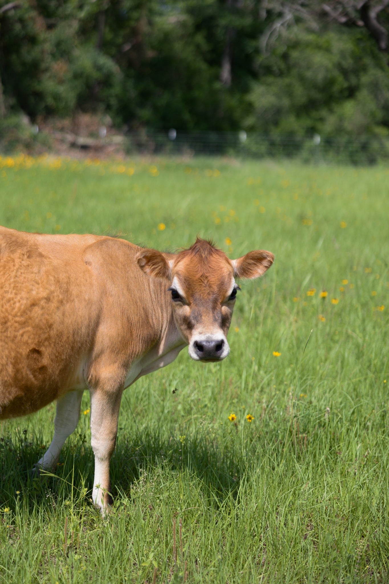 Building a feeding routine